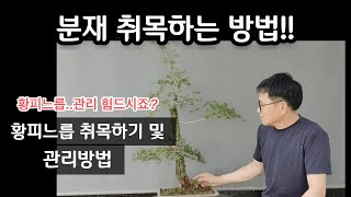 분재 취목하는 방법/분재 소재 멋지게 만드는방법How to harvest and care for bonsai / bark elm