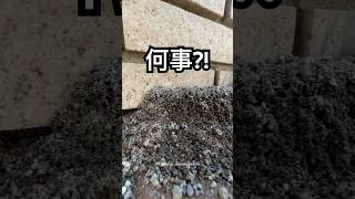 誰がやったか分かってもなんだか異常な形に怖さが残りました… #巣 #shorts #ants #蟻