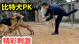 巨型比特犬发动猛烈进攻，德牧且战且退，猛犬对抗精彩刺激