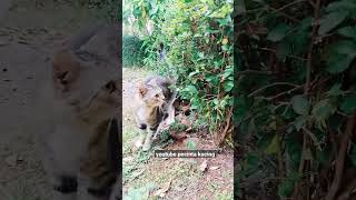 terciduk pipis besti ll video kucing lucu ll ngakak