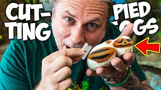 CUTTING PIED BALL PYTHON EGGS!! | BRIAN BARCZYK