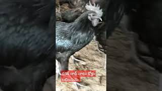 కడక్ నాథ్ నాటు కోళ్లు subscribe my channel will get you chicken with low cost selected subscribers