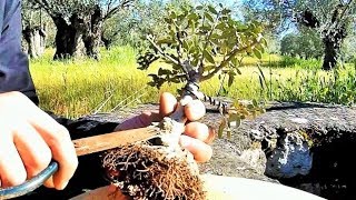 1st Repotting Shohin Wild Olive Bonsai Tree Yamadori (Olea sylvestris)