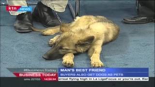 Business Today 11th January 2016 Dog Business in Kenya