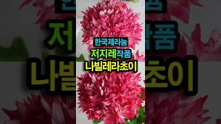 #K제라늄 #한국제라늄#저지레 작품 #나빌레라초이 #제라늄키우기 #베란다가드닝 #geranium #pelargonium