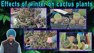 Effects of winter on cactus plants