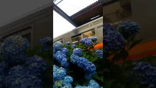 Hydrangea@Nishi-ei-fuku Sta.,Tokyo,Japan/西永福駅アジサイ