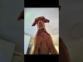 vizsla puppy youtubeshorts youtube vizsla vizslapuppy italy italia braco