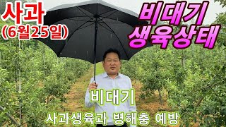 2020 사과재배 생육과 병해충 관리 6월