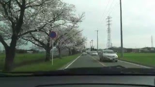 群馬県太田市強戸町から鶴生田町への八瀬川沿い桜並木約１．５km　２０１６年４月３日　車載動画