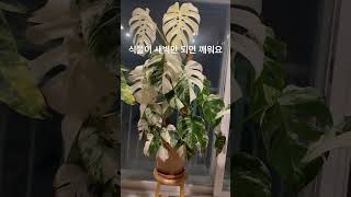 자기좀 봐달라구요 식물도 사람같아요 무관심하면 자꾸 봐달라고 부르잖아요 지금 깨어계신분들 계신가요?그럼 식물좀 봐주세요🫶🏻 #몬스테라알보 #plants #식물 #cat