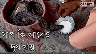 #snakes  'দুধ কলা দিয়ে কালসাপ পুষেছি'! সাপ কি আদৌ দুধ খায়? #off-bit.in