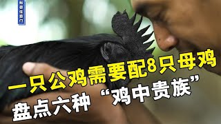 一只公鸡配8只母鸡，少一个都不干，盘点六种“鸡中贵族”！【科普任意门】