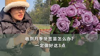 收到月季牙籤苗怎麼辦？一定要做好這三點