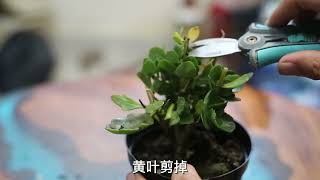 长寿花怎么换盆？园艺师教你，长寿花换盆的实操技巧