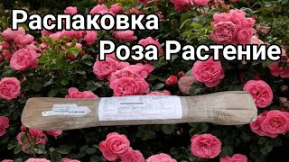 распаковка| саженцы роз| уход за розами @ParasGardeningSolutions @7FigExec #rose #rosenursery