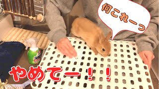 うさぎさんが掃除のじゃまをして困っています