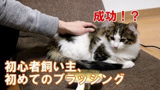 我が家の愛猫へ初めてのブラッシング！成功するか！？ I brushed my cat for the first time.