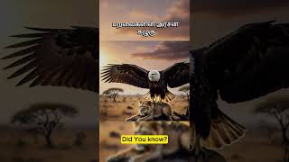 பறவைகளின் அரசன் கழுகு | கழுகு பார்வை #facts #eagles #birds #food #tamil #shorts