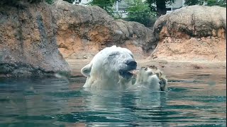 2022/07/03 ホッキョクグマのキャンディとクッキー