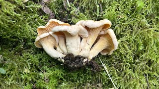 Коротко о Бледных Лисичках! Лисичка бледная (Cantharellus pallens)!