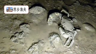 【思乡渔夫】凌晨红树林里的螃蟹都是不躲的，大螃蟹直接捡，摄影师直呼太刺激