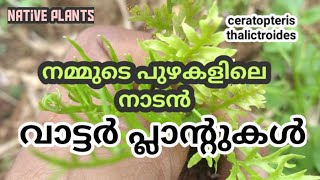 നമ്മുടെ പുഴകളിലെ ജലസസ്യങ്ങൾ.. ||#myfarming||