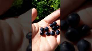 Picking Blueberries | Small but terrible | Yummmmyy 😋😋😋