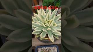 #다육 #숲속다육 #다육이가좋아요 #다육농원 # 마리아 복륜금 #Edulis #Succulent #Tumbuhan sukulen #Tips For Succulent #마디바