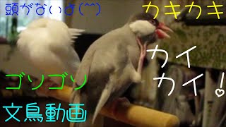 桜文鳥と白文鳥のシンクロ毛繕い \u0026 カイカイカキカキ 文鳥動画