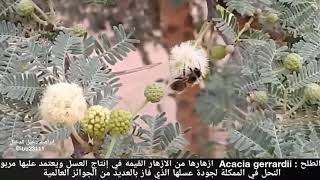 النباتات العاسلة الطلح Acacia gerrardii كف مريم Vitex agnus-castus