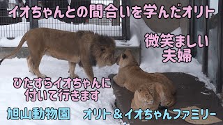 旭山動物園　微笑ましい夫婦　イオちゃんとの合間を学んだオリト　ひたすらイオちゃんに付いて行きます　Orito \u0026 Io family　Lion family　Asahiyamazoo