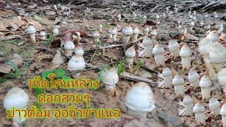 🍄 กลับมาจากเที่ยวสวนดอกไม้น้องโทรให้ขุดเห็ดมาขุดกันต่อ 1 ตะกร้าเต็มๆ14/1/2568🍄