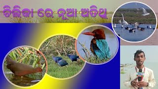 ଶୀତଋତୁ ର ଆଗମନ ରେ ଚିଲିକାକୁ ଆସିଲେଣି ନୂଆ ଅତିଥି // Chilika@Rakesh Sahoo