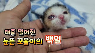 생후 12일째 태줄떨어진 꼬물이- 백일 되었어요