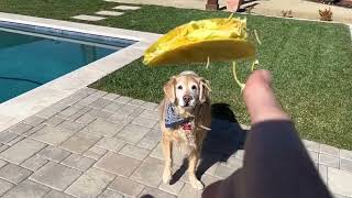 8 Years Later, Fritz Recreates his Video, "Fritz Learns to Catch Compilation #1"