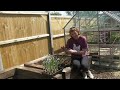 planting out garlic claire s allotment part 414