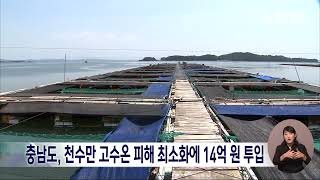 충남도, 천수만 고수온 피해 최소화에 14억 원 투입/대전MBC