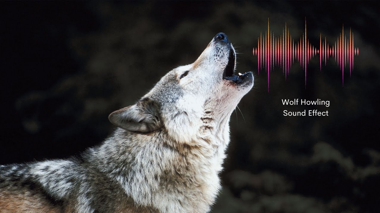 Wolf Howling Sound Effect Youtube
