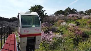 早春のはままつフラワーパーク（Early spring - Hamamatsu Flower Park）