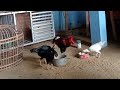 wijaya sumber alam sedang live sekarang! ayam pelung berkokok panjang ayam ketawa berkokok lantang