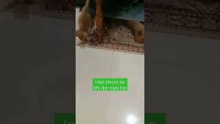 bhoot ka bhi dar nahi in shaitano ko 🤭🤭 #puppies #dog #trending #viral #baby #cute #animal #short