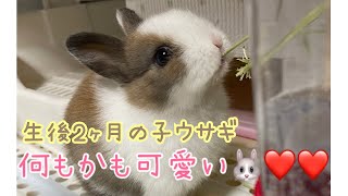 初めてのペットに子ウサギをお迎えしたら可愛い過ぎた🐰❤️