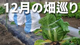 【12月畑巡り】秋冬野菜の本番です／害虫被害が減ってきたので、虫対策の防虫ネットを外し、寒さ・霜・雪対策をしていく－Vol.271（2024.12.09）