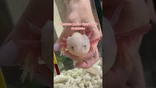 Кого можно держать в аквариуме вместе с аксолотлем #аксолотль #axolotl