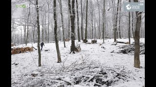 ಮಿಸ್ಕೇರಿಯಾ „EcoDava” cere instituirea unui moratoriu de 10 ani asupra defriřărilor în Moldova