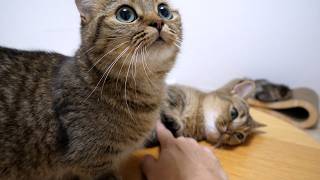 Kiki and Lili, sister cats who are good friends no matter how old they get