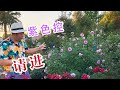 (园艺篇128）夏天的紫罗兰骄傲Violet's Pride!品种介绍