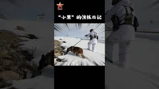 军犬小黑的训练日常～小黑：我觉得我挺帅，你觉得呢？（作者：訾豪 金奇 王凯 张旭 陈军 编辑：伟帅 富泽）