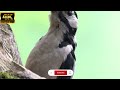 amazing parrot talking sounds videos parrot voice mitthu ki awaaz tote ki awaaz pakshi video 4k